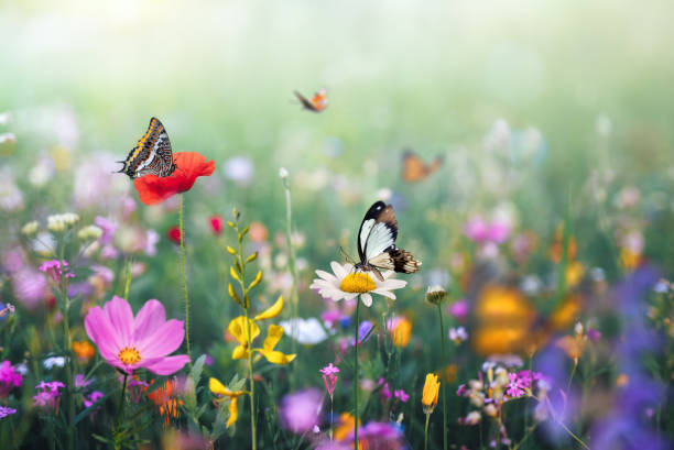 istock Idyllic Summer Meadow With Butterflies With Butterflies 2203149682