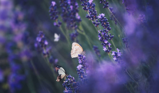 istock Butterflies In Lavender Field 2203149698