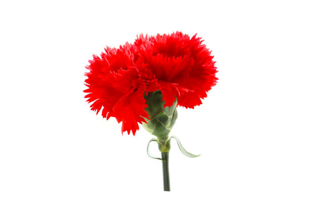 istock carnation flower isolated on a white background 2203149967