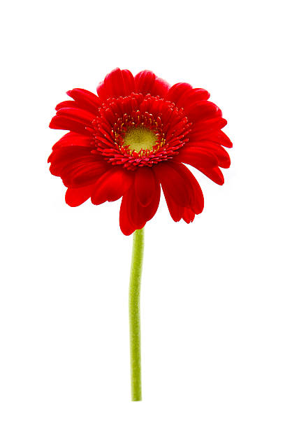 istock red gerbera flower isolated on a white background 2203150912