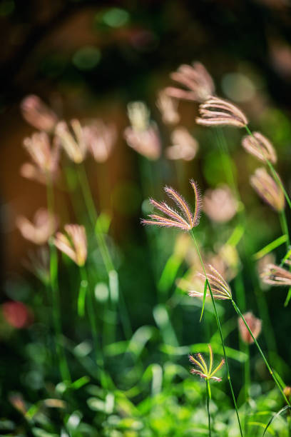 istock Floral landscape made in sunny valley 2203151225