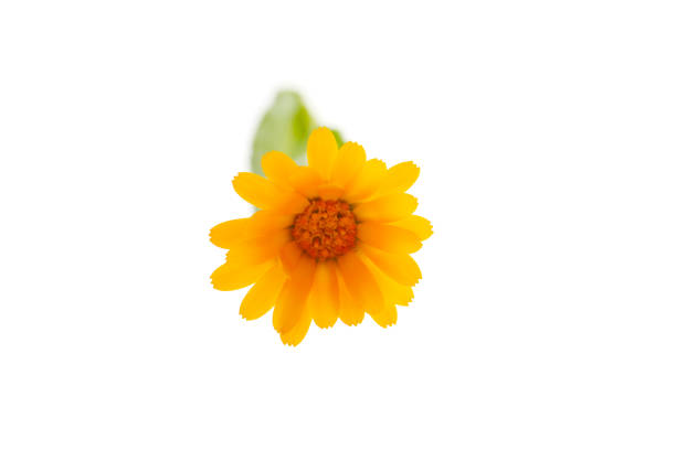 orange color calendula flower on a white background