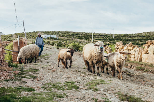02/18/2025: Isla del Sol, on Lake Titicaca, Bolivia.A shepherd guides a flock of sheep along a rocky countryside trail, surrounded by a vast natural landscape. The scene captures the essence of rural farming, traditional pastoral life, and the harmony between humans and livestock in an open field environment