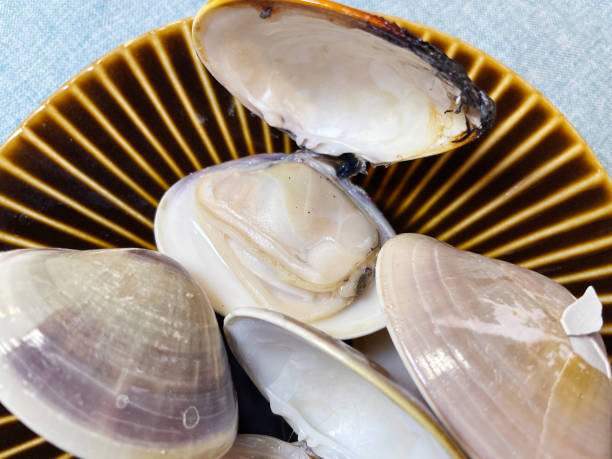 istock Japanese hard clam, Hard-Shell Clam 2203154386