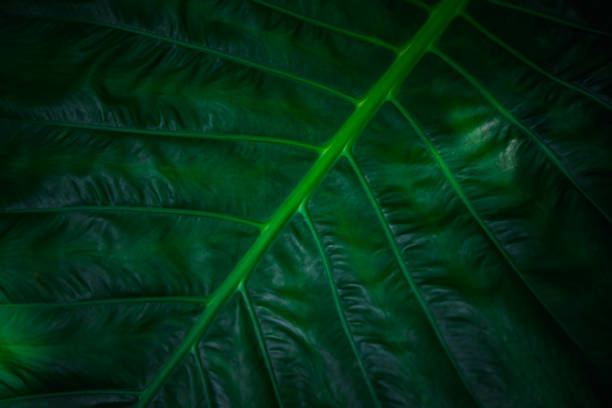 Close-up of vibrant green leaves against a dark background, highlighting natural beauty and detail. Ideal for nature, environmental themes, organic designs, and botanical-inspired artwork