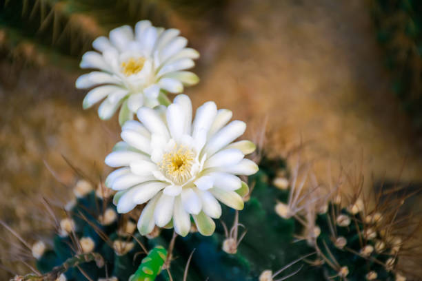 Cactus (Gymno ,Gymnocalycium) and Cactus flowers in cactus garden many size and colors popular use for decorative in house or flower shop