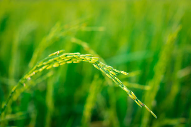 Landscape nature of rice field on rice paddy green color lush growing is a agriculture in asia