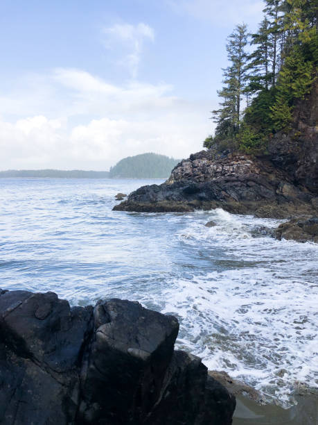 istock Coastal Landscape with Rocks, Waves, and Pine Trees in Tofino 2203155116