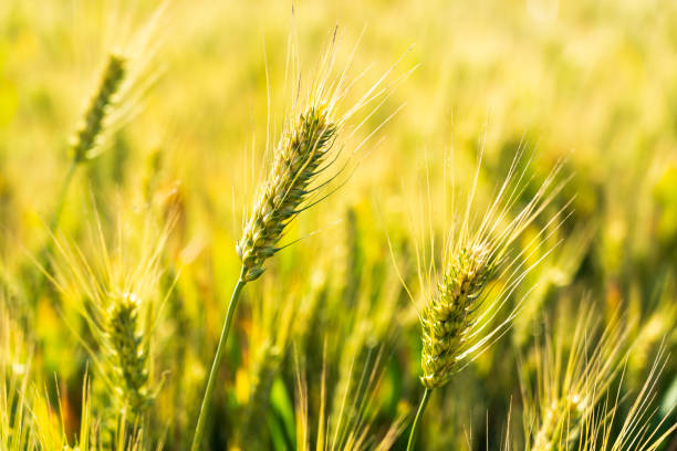 istock The wheat in the field is ripe 2203155480