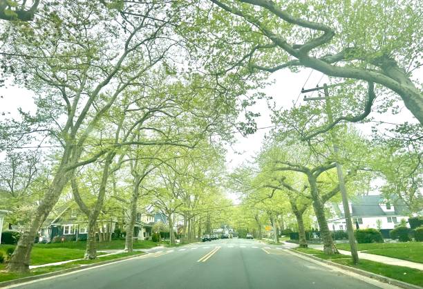 istock Tree lined street, in New Jersey 2203156048