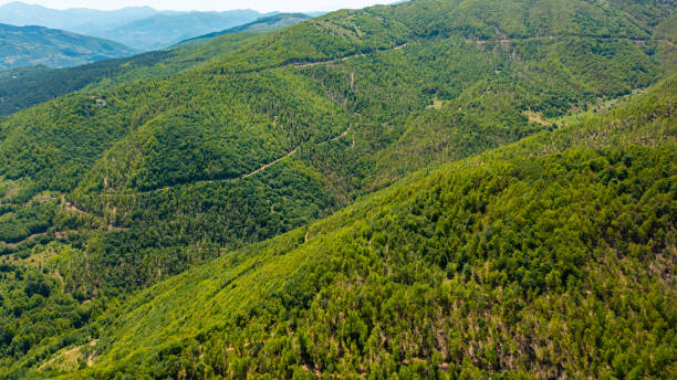 istock Aerial View of the Forest 2203156224