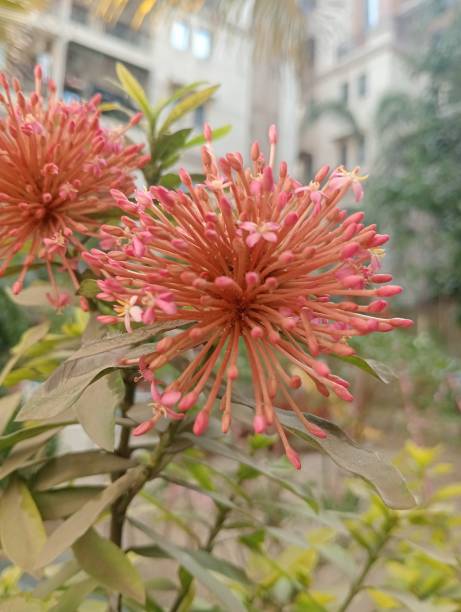 istock Beautiful flower and plant 2203157319