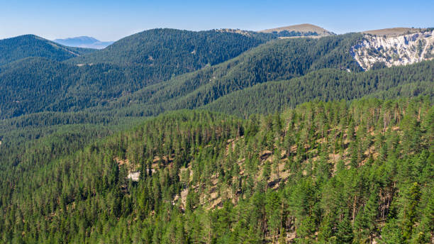 istock Aerial View of the Forest 2203157351