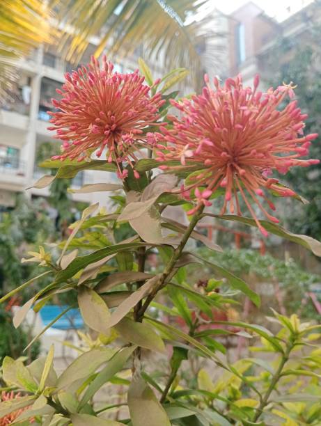 Beautiful flower and plant
