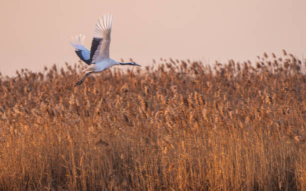 istock Flight Over the Golden Reeds 2203158530