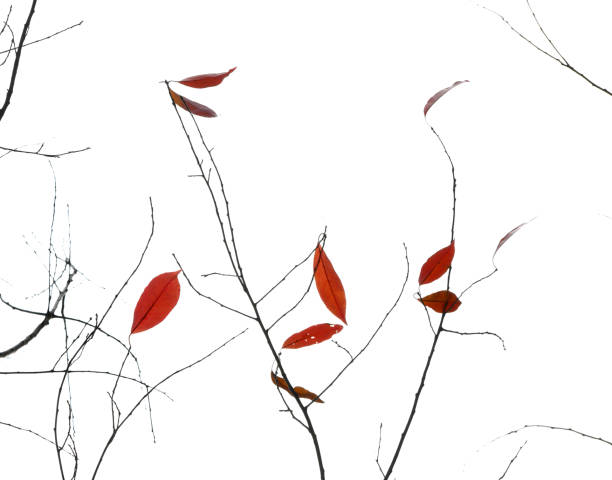 Red Leaves on Tree Branch with White Background