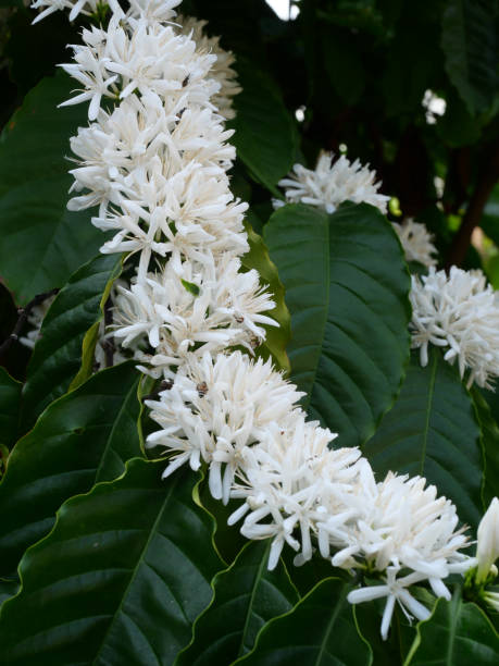 istock Red dwarf Honey bee on Robusta coffee blossom 2203159624