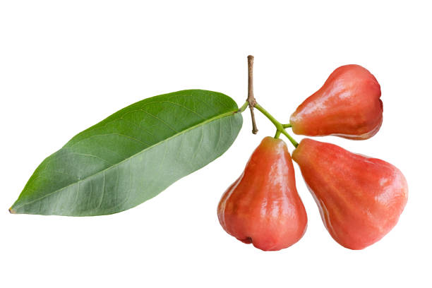 istock Rose apples or chomphu isolated on white background. 2203164168