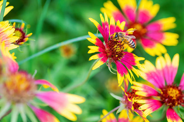 istock Texas native wildflowers in full bloom 2203164265