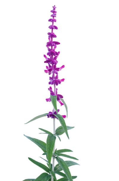 istock Flower violet lavender herb isolated on white background. 2203164327