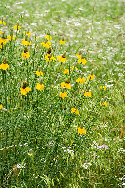 istock Texas native wildflowers in full bloom 2203164341