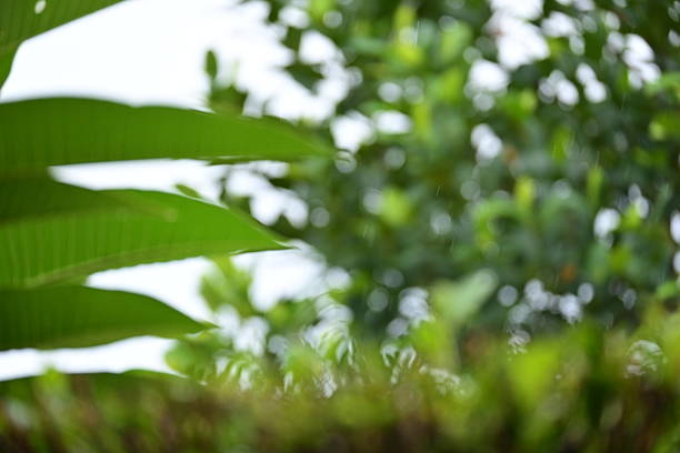 defocused beautiful green leaf texture in springtime, abstract blur natural background