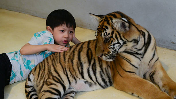 istock happy cute boy petting young tiger 2203165047