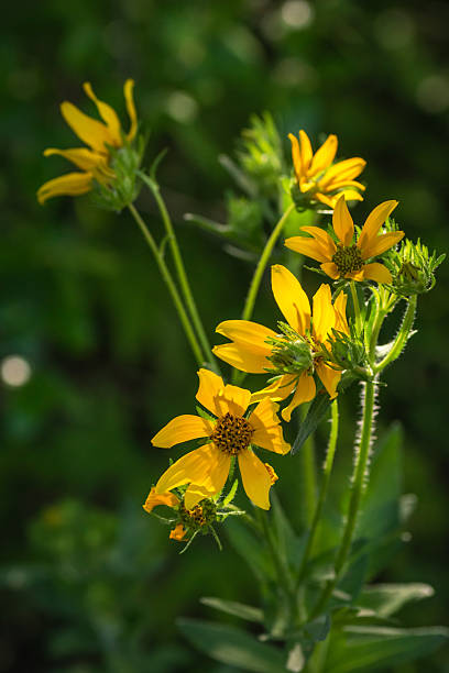 istock Morning native wildflowers in Texas 2203165496