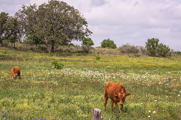 istock Native Texas wildflowers blooming in Texas Hill Country 2203165690