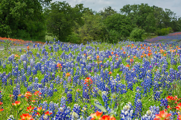 istock Texas native wildflowers bluebonnet Indian Paintbrush in spring 2203165836