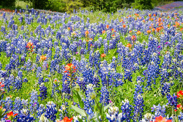 istock Texas native wildflowers bluebonnet Indian Paintbrush in spring 2203165876
