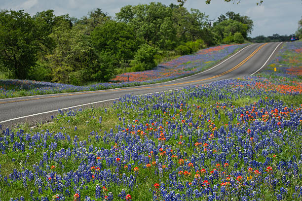 istock Texas native wildflowers bluebonnet Indian Paintbrush in spring 2203166118
