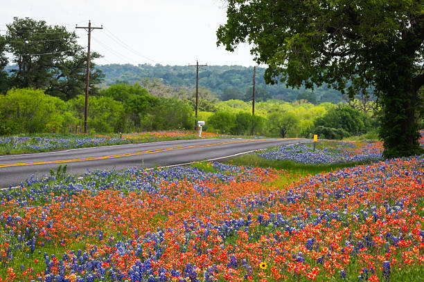 istock Texas native wildflowers bluebonnet Indian Paintbrush in spring 2203166123
