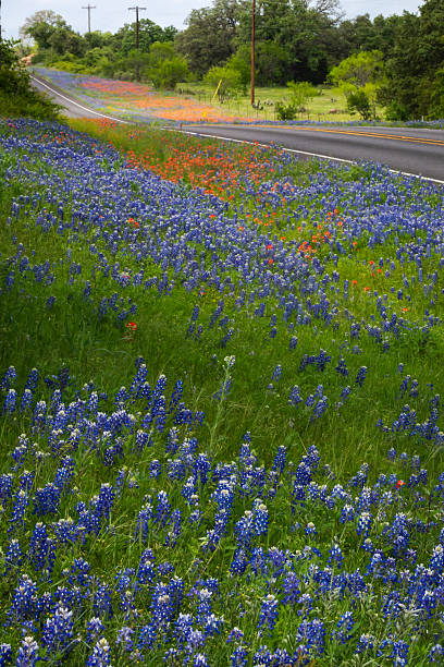 istock Big bold burst of beautiful Texas wildflowers 2203166138