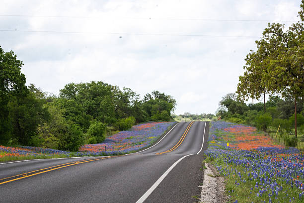 istock Texas native wildflowers bluebonnet Indian Paintbrush in spring 2203166163