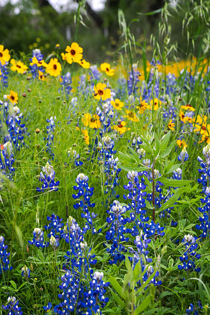 istock Big bold burst of beautiful Texas wildflowers 2203166228