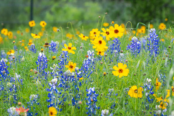 Bright, bold, beautiful explosion of wildflowers in Texas Hill Country spring on rural country roadside invite lots of tourists travel from all over the country to visit each spring season blue orange, yellow, and green bluebonnets poppies, Indian Blanket