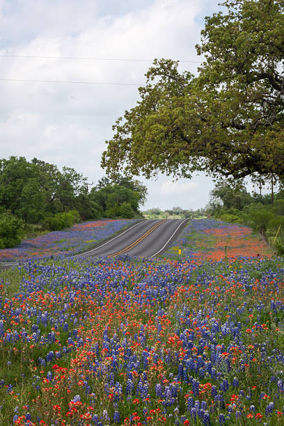 istock Texas native wildflowers bluebonnet Indian Paintbrush in spring 2203166337