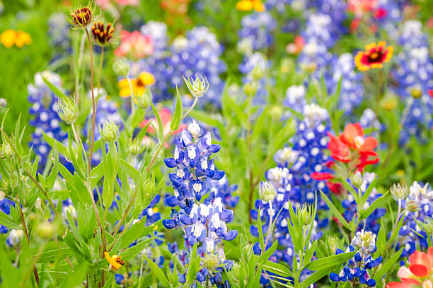 istock Big bold burst of beautiful Texas wildflowers 2203166338
