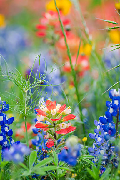 istock Big bold burst of beautiful Texas wildflowers 2203166339
