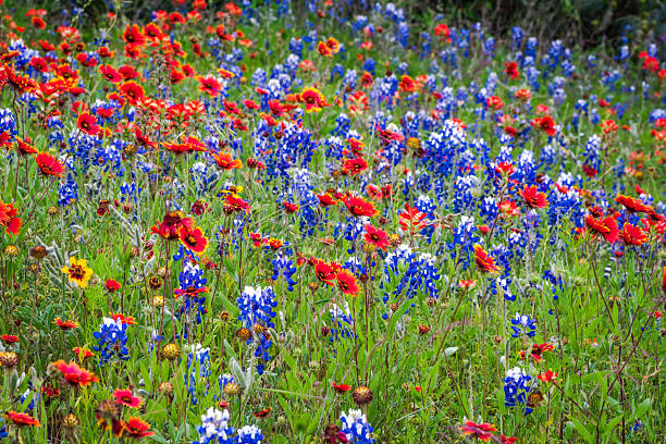istock Bright, bold, beautiful explosion colorful of wildflowers in Texas spring 2203166384