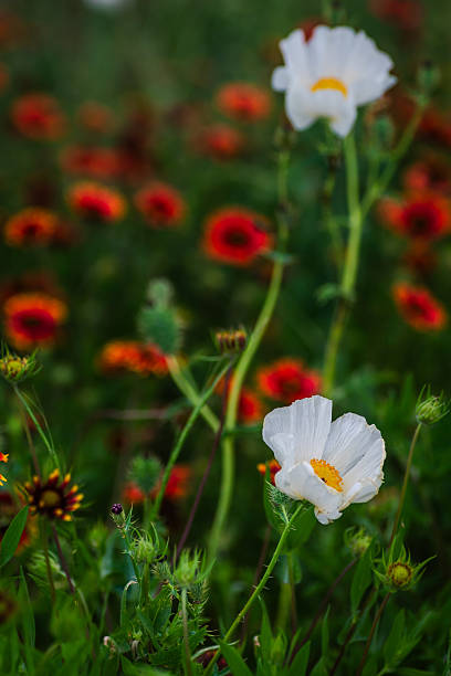 istock Bright, bold, beautiful explosion colorful of wildflowers in Texas spring 2203166604