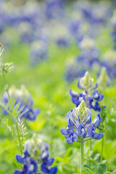 istock Beautiful Texas bluebonnet wildflowers 2203166628