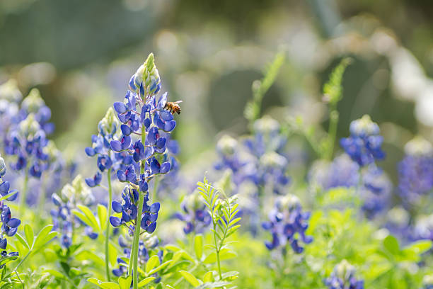 istock Beautiful Texas bluebonnet wildflowers 2203166647