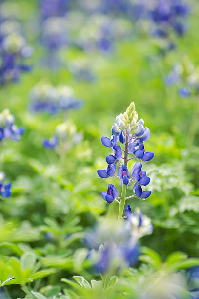 istock Beautiful Texas bluebonnet wildflowers 2203166658