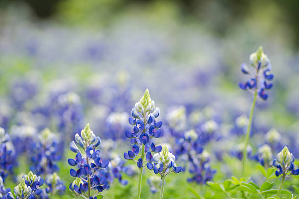 istock Beautiful Texas bluebonnet wildflowers 2203166664