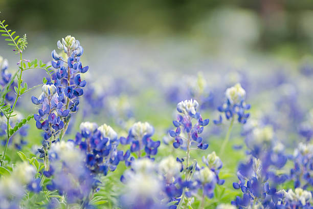 istock Beautiful Texas bluebonnet wildflowers 2203166673