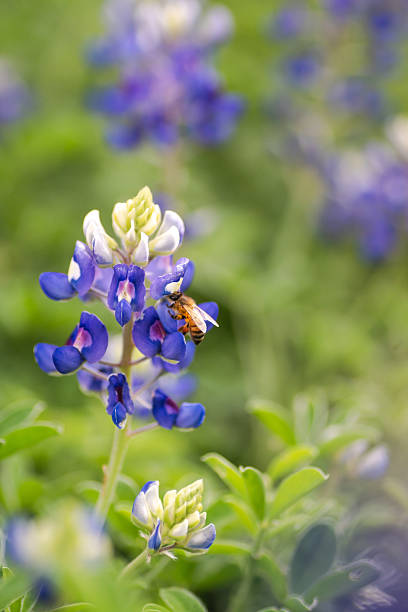 istock Beautiful Texas bluebonnet wildflowers 2203166694