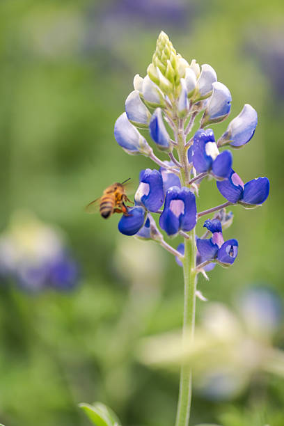 istock Beautiful Texas bluebonnet wildflowers 2203166713