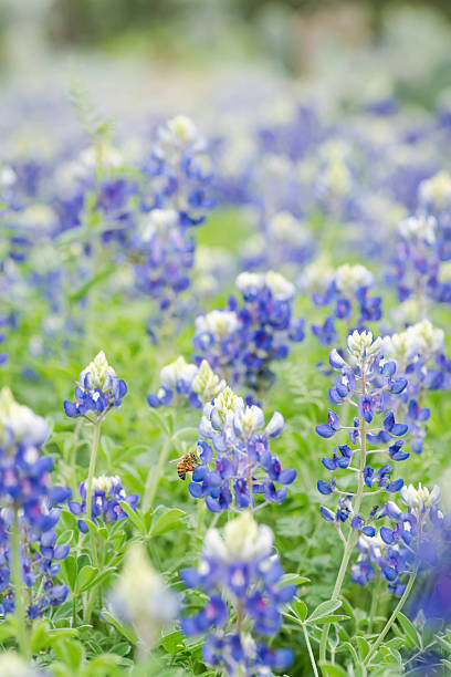 Texas bluebonnet in springtime, Austin, Texas